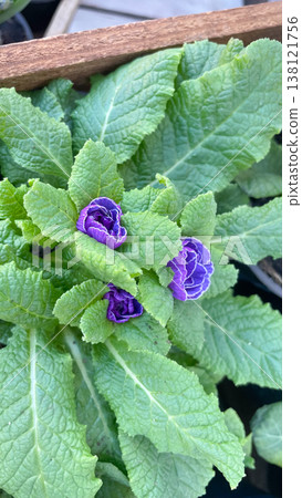 Stunning double purple primrose with white-edged petals blooming in a sunny spring garden Stunning double purple primrose with white-edged petals blooming in a sunny spring garden 138121756