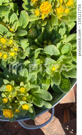 Vibrant double yellow primrose flowers in a galvanized metal bucket at a sunny garden nursery Vibrant double yellow primrose flowers in a galvanized metal bucket at a sunny garden nursery 138121758
