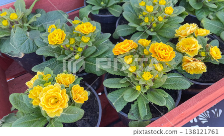 Vibrant double yellow primroses in black pots inside a wooden garden crate on a sunny spring day Vibrant double yellow primroses in black pots inside a wooden garden crate on a sunny spring day 138121761