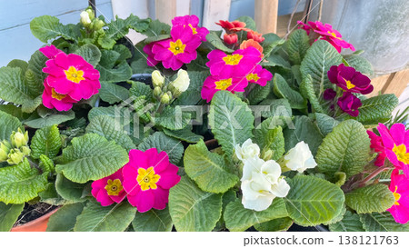 Vibrant pink and magenta primrose flowers with green leaves in a sunny spring garden nursery Vibrant pink and magenta primrose flowers with green leaves in a sunny spring garden nursery 138121763