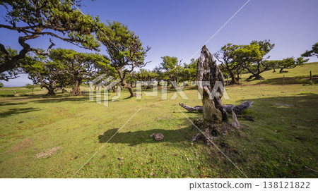 Mystical Fanal Forest, Madeira, Portugal Mystical Fanal Forest, Madeira, Portugal 138121822