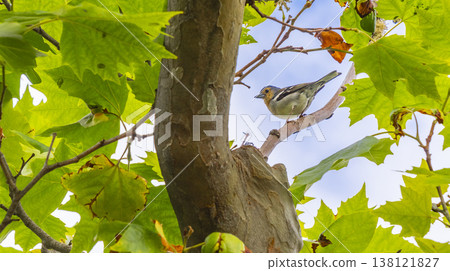 Madeira Chaffinch, Madeira, Portugal 138121827
