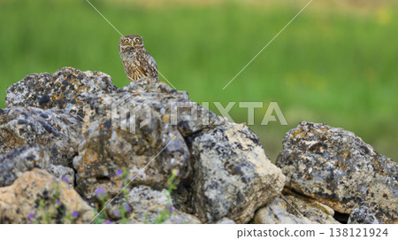 Little Owl, Spain Little Owl, Spain 138121924