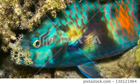 Parrotfish, Red Sea Parrotfish, Red Sea 138121964