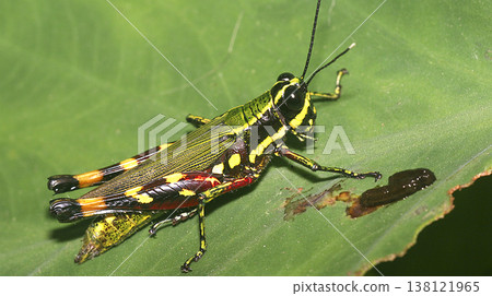 Tropical Grasshopper, Amazonia, Ecuador Tropical Grasshopper, Amazonia, Ecuador 138121965