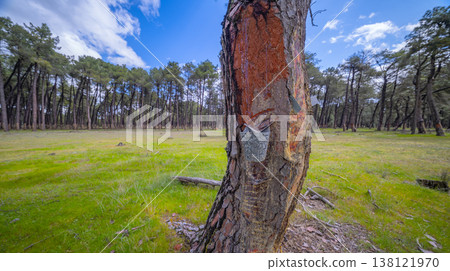 Maritime Pine Resin Industry, Spain 138121970