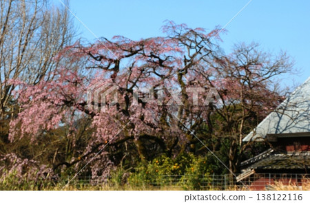 翠鳥與桃花 翠鳥與桃花 138122116