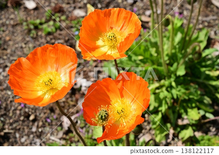 Icelandic poppy (Papaveraceae family) - Annual plant 138122117