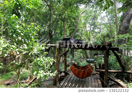 位於寮國瑯勃拉邦光西瀑布旁的黑熊保育中心 位於寮國瑯勃拉邦光西瀑布旁的黑熊保育中心 138122132