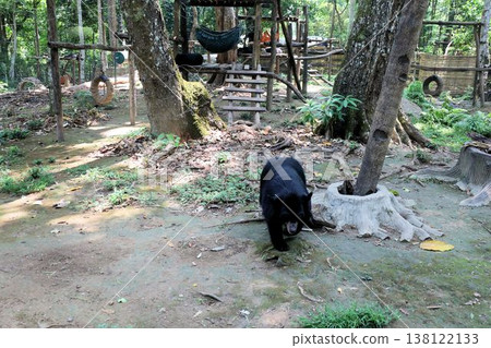 位於寮國瑯勃拉邦光西瀑布旁的黑熊保育中心 位於寮國瑯勃拉邦光西瀑布旁的黑熊保育中心 138122133