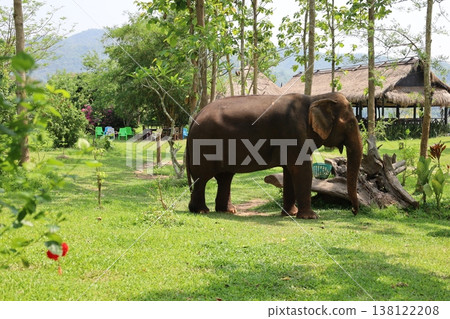 馬尼法大象營的大象 [寮國瑯勃拉邦] 138122208