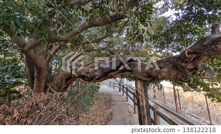 The chinquapin tree at Kasuga Shrine in Neyagawa City, Osaka Prefecture 138122218