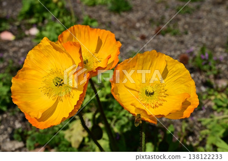 Icelandic poppy (Papaveraceae family) - Annual plant Icelandic poppy (Papaveraceae family) - Annual plant 138122233
