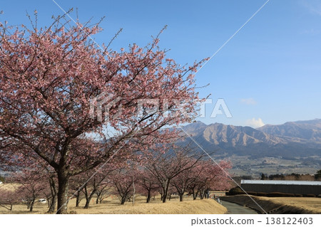 藍天白雲,櫻花盛開(阿蘇山) 藍天白雲,櫻花盛開(阿蘇山) 138122403