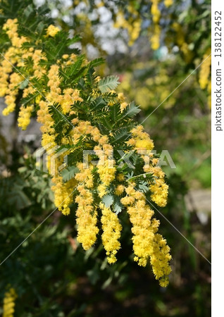 Mimosa (Fabaceae family), a yellow flower of the Acacia genus. Mimosa (Fabaceae family), a yellow flower of the Acacia genus. 138122452