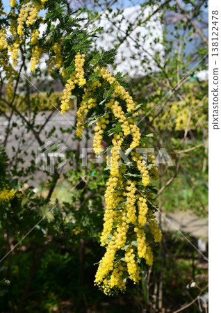 含羞草（豆科），金合歡屬的一種黃色花。 138122478