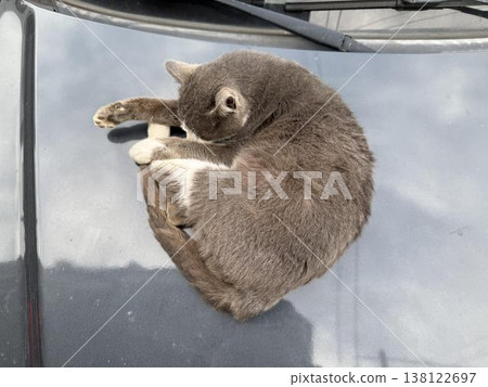 Cat sleeps on the hood of a car during the day in a city street Cat sleeps on the hood of a car during the day in a city street 138122697