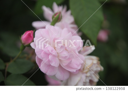 rose rose 138122938