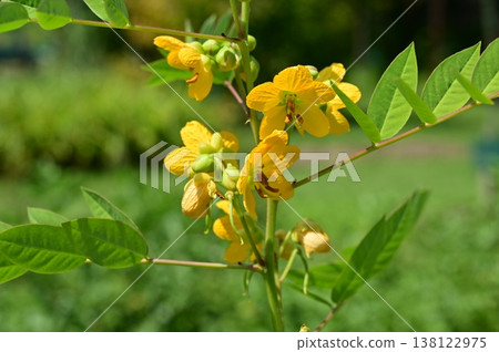 Cassia obtusifolia (Fabaceae family), Caesalpinioideae subfamily 138122975