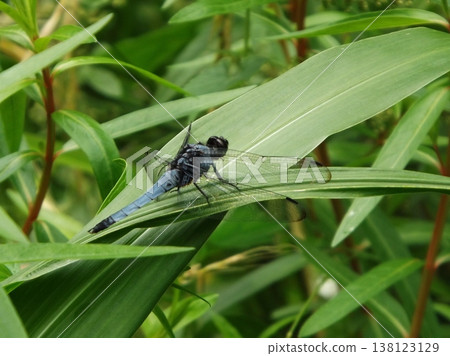 A male Orthetrum albistylum dragonfly perched on a leaf. 138123129