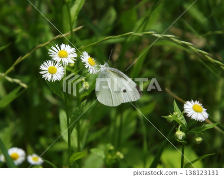 一種可怕的煙霧吸吮蜂蜜 138123131