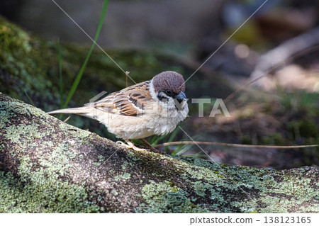 Sparrows on the ground 138123165