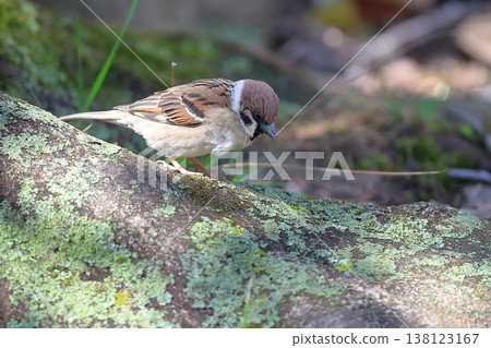 Sparrows on the ground Sparrows on the ground 138123167
