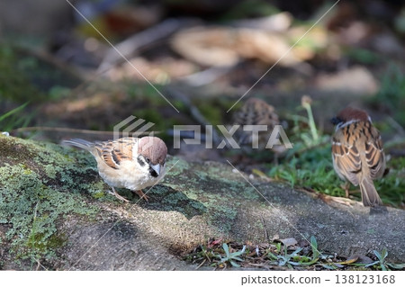 Sparrows on the ground Sparrows on the ground 138123168