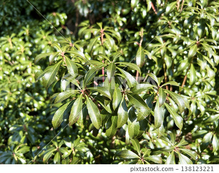 Andromeda japonica bathed in sunlight 138123221
