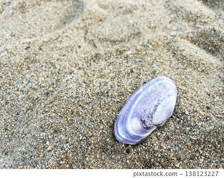 Sandy beach and shellfish 138123227