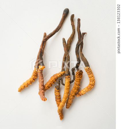 Cordyceps sinensis or Ophiocordyceps sinensis isolated on white background, mushroom herb treatment medicine. Cordyceps sinensis or Ophiocordyceps sinensis isolated on white background, mushroom herb treatment medicine. 138123302
