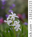 White hyacinths in a spring flowerbed 138123315