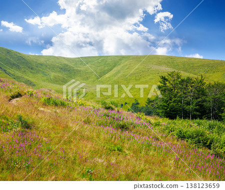 beautiful carpathian mountain landscape in summer. scenic view of green grassy hills with alpine forest. picturesque scene for outdoor tourism under blue sky beautiful carpathian mountain landscape in summer. scenic view of green grassy hills with alpine forest. picturesque scene for outdoor tourism under blue sky 138123659