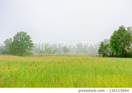 red poppies in the field. background image for remembrance, armistice or anzac day. overcast sky. ukrainian countryside landscape on a foggy morning. uncertainty, confusion and fog of war concept red poppies in the field. background image for remembrance, armistice or anzac day. overcast sky. ukrainian countryside landscape on a foggy morning. uncertainty, confusion and fog of war concept 138123664