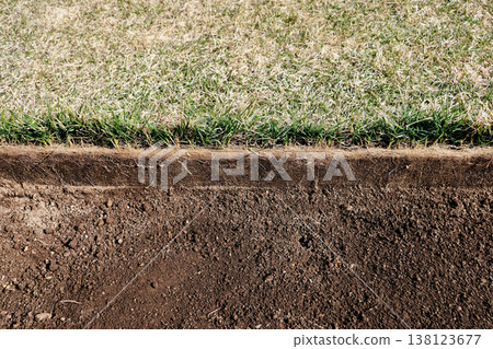 肯塔基藍草在花園中度過冬季後的根部橫截面圖。 138123677