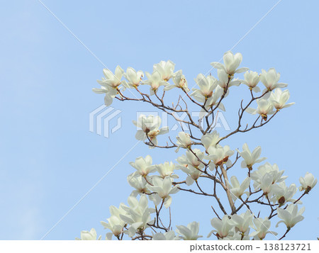 春天盛開的白色玉蘭花 春天盛開的白色玉蘭花 138123721