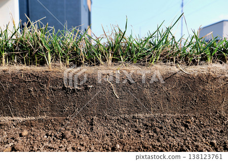 Cross-section photo of the roots (approximately 10 cm) of Kentucky bluegrass in a garden that has survived the winter. Cross-section photo of the roots (approximately 10 cm) of Kentucky bluegrass in a garden that has survived the winter. 138123761