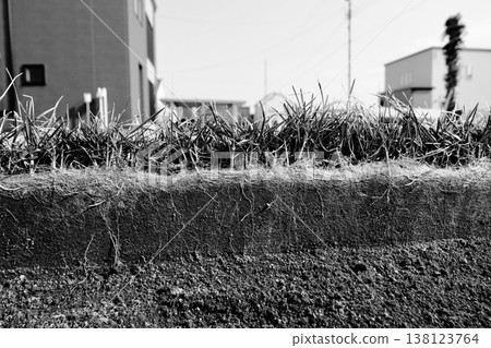 一張黑白橫截面照片,展示了肯塔基藍草根部約 10 厘米的橫截面,肯塔基藍草是一種在花園中度過冬天的草坪草。 一張黑白橫截面照片,展示了肯塔基藍草根部約 10 厘米的橫截面,肯塔基藍草是一種在花園中度過冬天的草坪草。 138123764