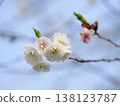 The first cherry blossoms bloom at the end of March. 138123787