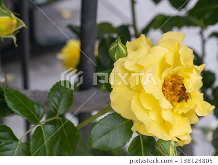 A bright yellow rose from which bees collect nectar. A bright yellow rose from which bees collect nectar. 138123805