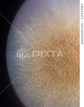 在立體顯微鏡下觀察到的黴菌菌落 138123867