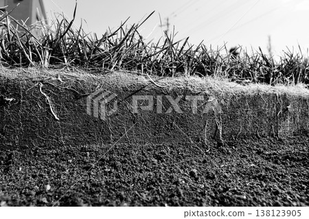 Cross-section photos of the roots of Kentucky bluegrass that survived the winter. (Black and white) 138123905