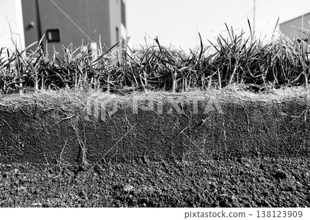 A black and white cross-section photo of approximately 10 cm of the roots of Kentucky bluegrass, a lawn grass in a garden that survived the winter. A black and white cross-section photo of approximately 10 cm of the roots of Kentucky bluegrass, a lawn grass in a garden that survived the winter. 138123909
