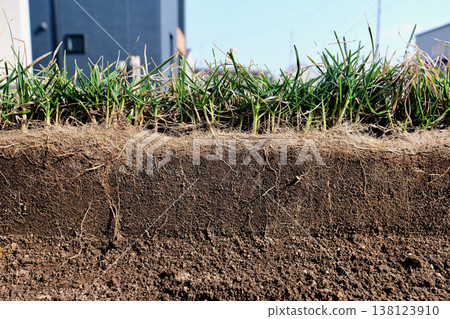Cross-section of the roots of Kentucky bluegrass in a garden that survived winter. Cross-section of the roots of Kentucky bluegrass in a garden that survived winter. 138123910