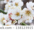 Close-up of white plum blossom 138123915