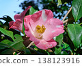 Pink camellia flower, Loulan 138123916