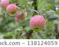 ripe red apples 138124059