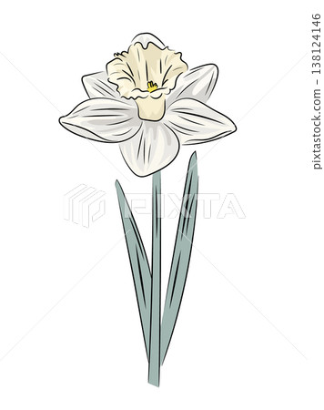 White narcissus, elegant spring bloom, flat vector illustration of daffodil flower with stem isolated on white background. White narcissus, elegant spring bloom, flat vector illustration of daffodil flower with stem isolated on white background. 138124146