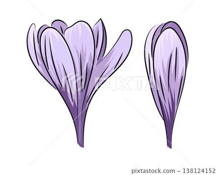 Purple crocus, spring blooming crocus saffron, flat vector botanical illustration isolated on white background. Purple crocus, spring blooming crocus saffron, flat vector botanical illustration isolated on white background. 138124152