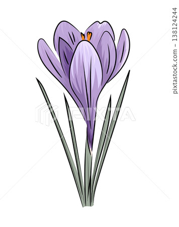 Purple crocus, spring blooming crocus saffron, flat vector botanical illustration isolated on white background. Purple crocus, spring blooming crocus saffron, flat vector botanical illustration isolated on white background. 138124244